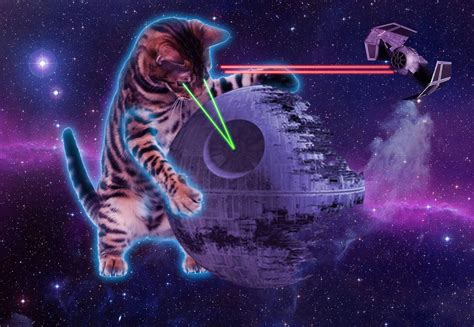 Laser Cats Betfair